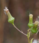 American burnweed